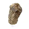 Raw trilobite - 1