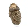 Raw trilobite - 2