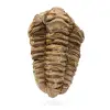 Fossil trilobite Morocco - 0