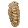 Fossil trilobite from Morocco - 0