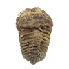 Fossil trilobite from Morocco - 0