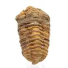 Fossil trilobite - 0