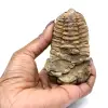 Morocco trilobite - 3
