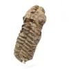 Raw fossil trilobite - 1