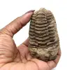 Raw fossil trilobite - 3