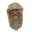 Raw fossil trilobite