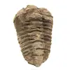 Raw trilobite - 0