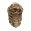 Fossil trilobite from Morocco - 0