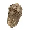 Fossil trilobite from Morocco - 2