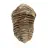 Fossil trilobite from Morocco
