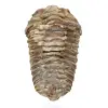 Fossil Trilobite from Morocco - 0