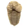 Fossil Trilobite - 0