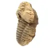 Fossil Trilobite - 1