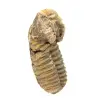 Fossil Trilobite - 2