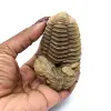 Fossil Trilobite - 3
