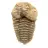Fossil Trilobite