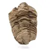 Fossil Trilobite - 0