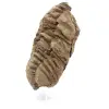 Fossil Trilobite - 1