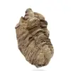 Fossil Trilobite - 2