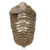 Trilobite from Morocco - 0