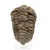 Trilobite from Morocco - 0