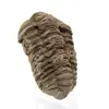 Trilobite from Morocco - 2