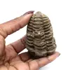 Trilobite from Morocco - 3