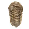 Raw Trilobite from Morocco - 0