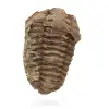 Raw Fossil Trilobite - 0