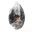Orthoceras Fossil from Morocco — 1