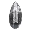 Orthoceras fossil polished - 1