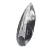 Orthoceras fossil polished - 2