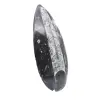 Orthoceras fossil polished - 3
