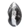 Orthoceras polished - 1