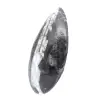 Orthoceras polished - 2