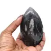 Orthoceras fossil Morocco - 0