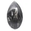 Orthoceras fossil Morocco - 1