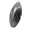 Orthoceras fossil Morocco - 2