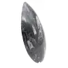 Orthoceras fossil Morocco - 3