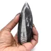 Orthoceras fossil from Morocco - 0