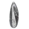 Orthoceras fossil from Morocco - 1