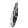 Orthoceras fossil from Morocco - 2