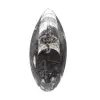 Orthoceras fossil Morocco - 1