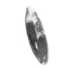 Orthoceras fossil Morocco - 3