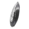 Orthoceras from Morocco - 2