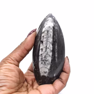 Orthoceras from Morocco