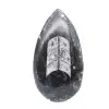 Orthoceras - 1