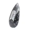 Orthoceras - 2