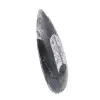 Orthoceras - 3