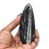 Polished Orthoceras Fossil - 0